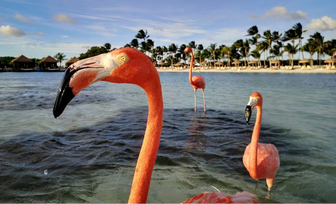 Flamingos bij het strand